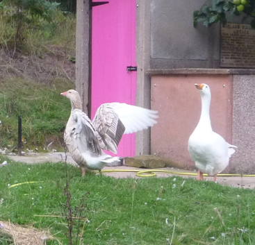 Goose pair; Embden Male & Brecon Female