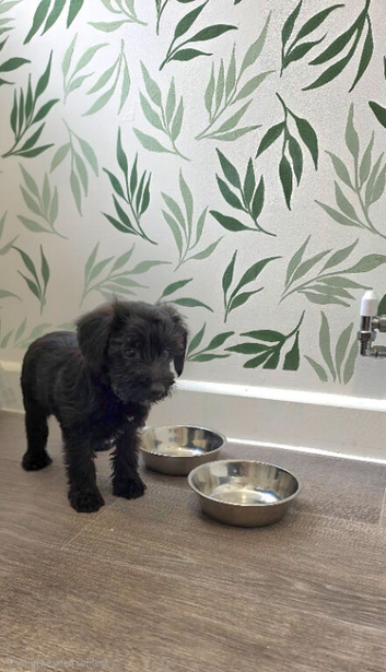 Toy Patterpoo puppies