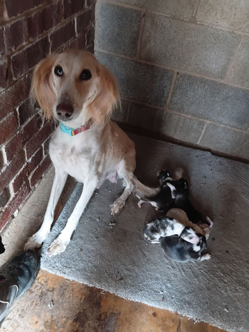 Saluki puppies kc registered