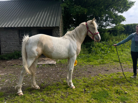 Palomino & white filly