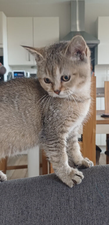 Pretty Scottish Straight Kittens