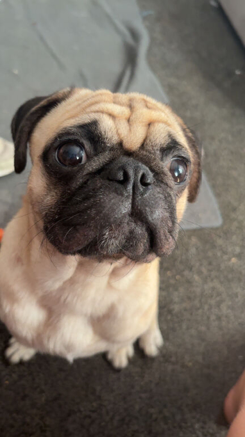 Fawn male pug for stud