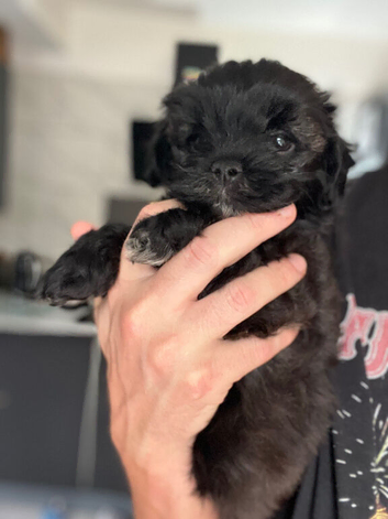 5 star ️ Toy shihpoo puppies