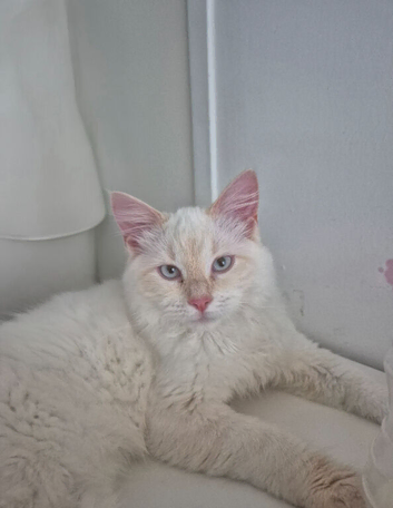 Milo