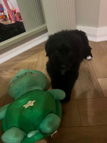 Golden retriever x Bernese mountain dog