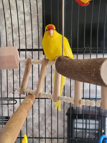 Hand tame bonded breeding pair