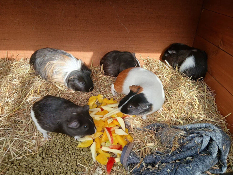 Guinea Pig