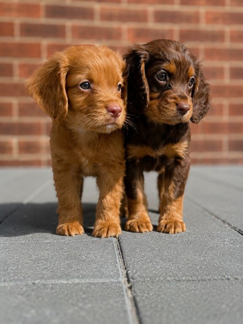 Working cocker spaniels