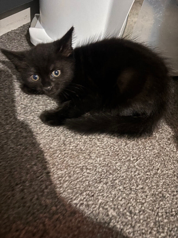 Black female kittens