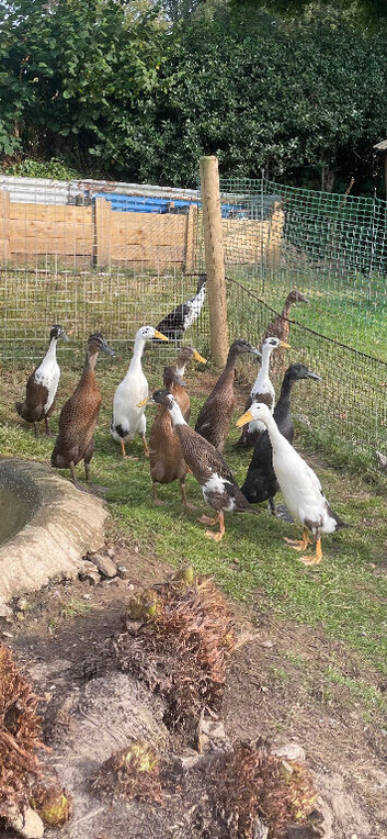 Runner Ducks