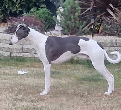 Proven Whippet 3 years old for stud