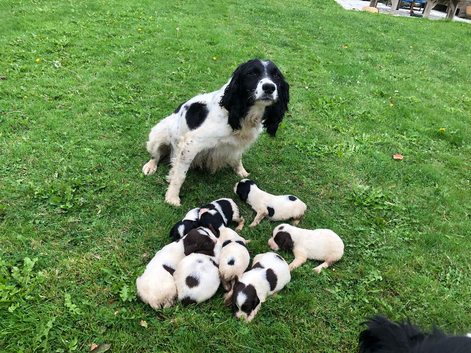 Springer Spaniel Puppies