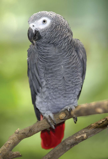 African grey parrot (Ronnie)