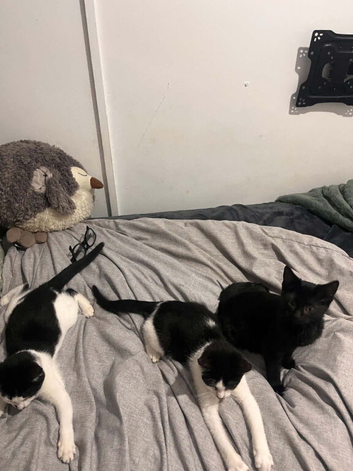9 week old kittens