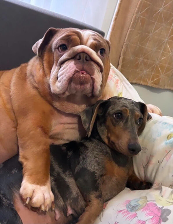 Female English Bulldog