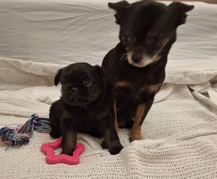75% griffon 25% Chihuahua girl for sale ready to go now