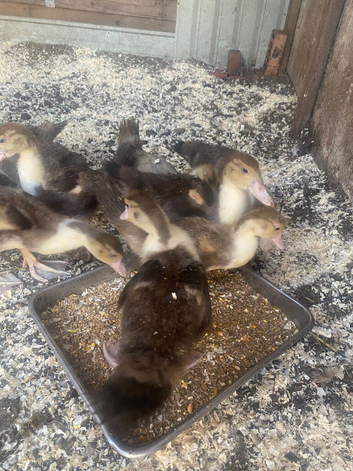 Muscovy ducklings