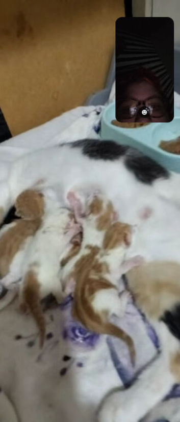 Kittens