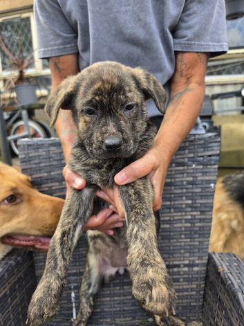 Frenchbull dog x German shepherd