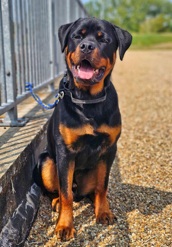 Rottweiler