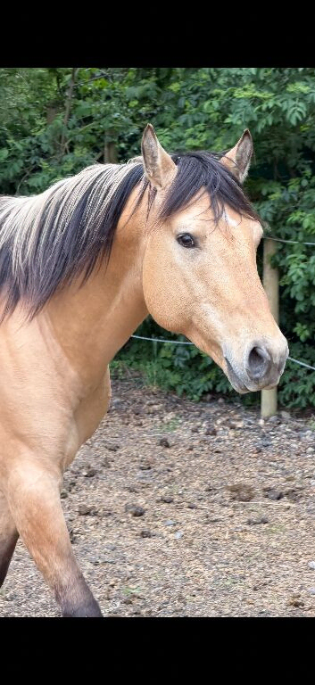 Quarter horse stallion