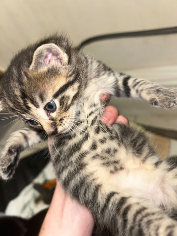 Kittens