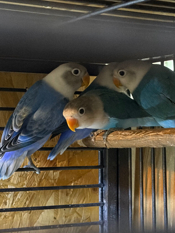Blue and white lovebirds for sale babies