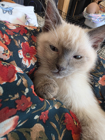 Ragdoll