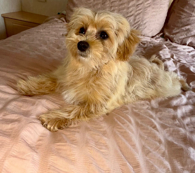 F1 teddy bear maltipoo&rsquo;s 1 girl available