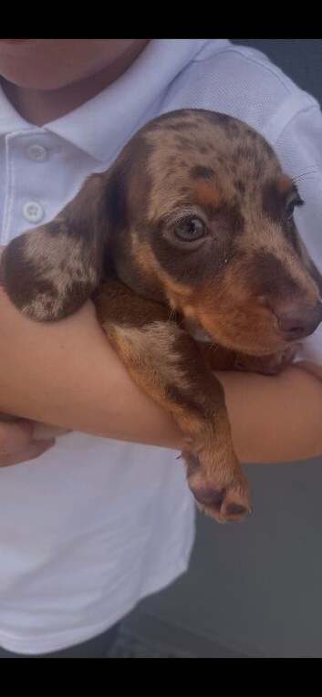 2 dachshund puppys
