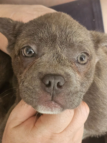 Frenchie