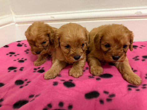 F1 Cavapoo Puppies for sale