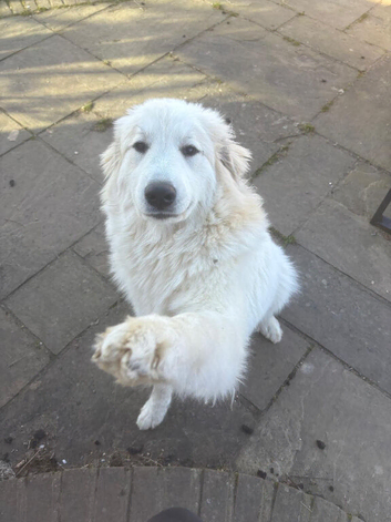 Pyrenees mountain dog girl for sale