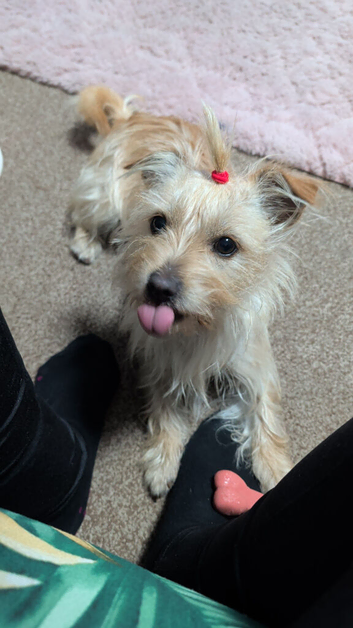 13 month old bitch