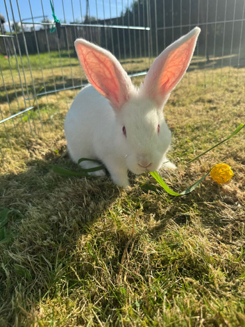 Rabbit for rehoming