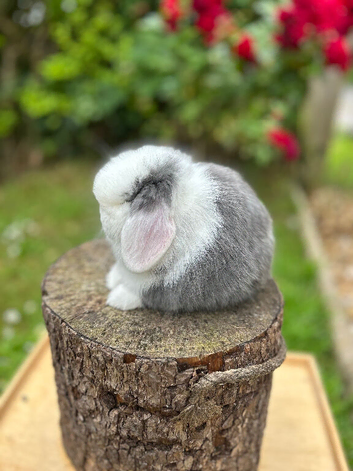 FRIENDLY MINI LOP BUNNIES