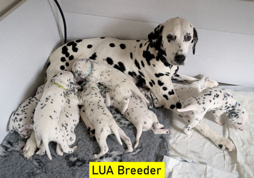 KC Show Quality Rare LUA Dalmatian Puppies