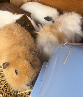 Female guinea pigs.