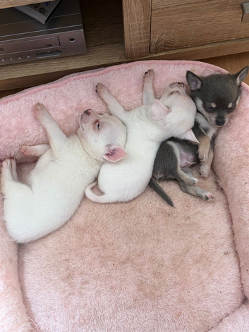 2 beautiful pure white boy chihuahuas