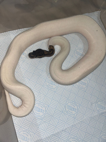 High end Panda Pied