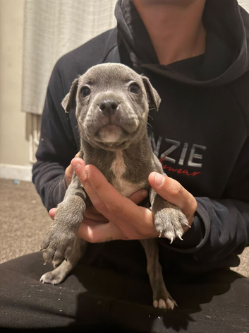 Beautiful Staffordshire pups