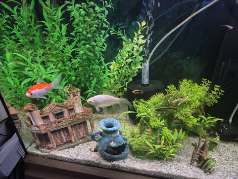 Two goldfish free to good home