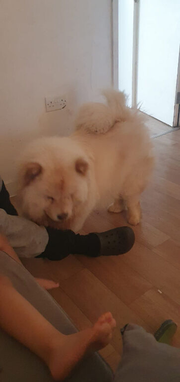 Chow chow