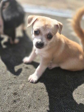 Beautiful Chihuahua