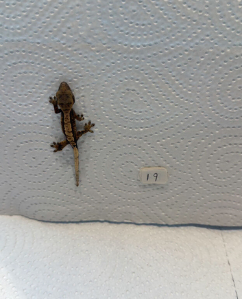 Baby crested geckos