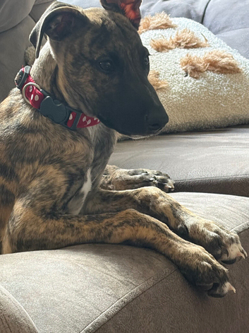 Whippet cross for rehoming