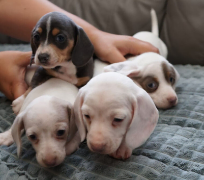 KC Health Checked Piebald Miniature Dachshunds