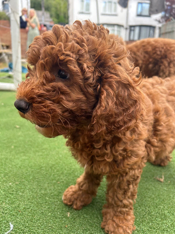 Adorable F1BB cockapoo girl for sale