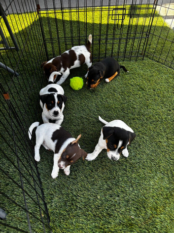 Jack Russell puppies for sale