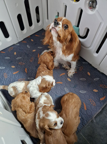 Cavalier King Charles Spaniel!